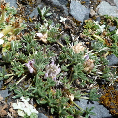 Lupinus conicus
