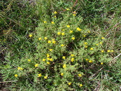 Scoparia montevidensis