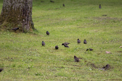 Sturnus vulgaris