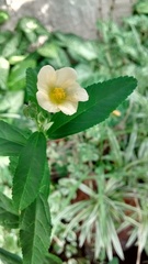 Sida rhombifolia