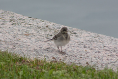 Motacilla alba