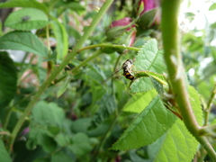 Meliscaeva auricollis