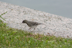 Motacilla alba