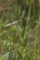 Lobelia sessilifolia