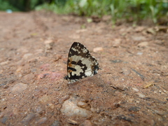 Uranothauma falkensteinii