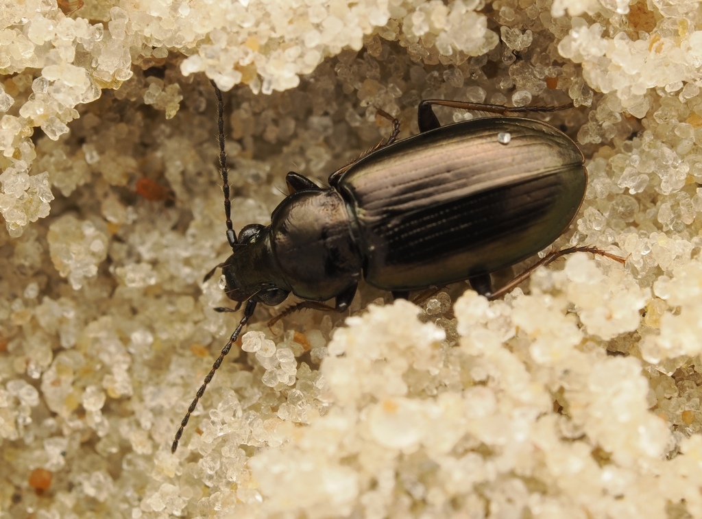 Pogonus