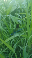 Calopteryx syriaca