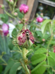 Meliscaeva auricollis