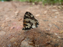 Uranothauma falkensteinii