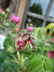 Meliscaeva auricollis