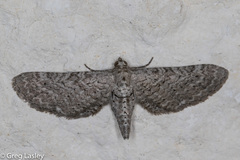 Eupithecia zygadeniata