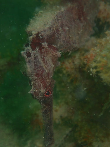 Hippocampus kuda