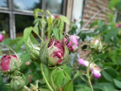 Meliscaeva auricollis