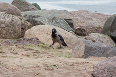 Corvus cornix
