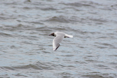 Chroicocephalus ridibundus