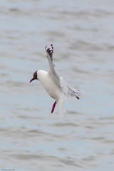 Chroicocephalus ridibundus