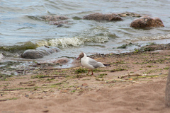 Chroicocephalus ridibundus