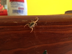 Centruroides suffusus