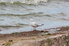 Chroicocephalus ridibundus