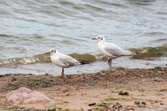 Chroicocephalus ridibundus