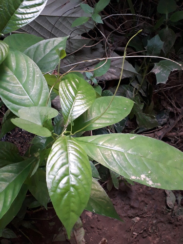 Phlogacanthus turgidus observed 2026-04-26