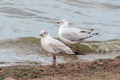 Chroicocephalus ridibundus