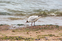 Chroicocephalus ridibundus