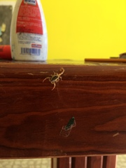 Centruroides suffusus