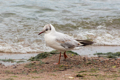 Chroicocephalus ridibundus