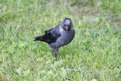 Corvus monedula