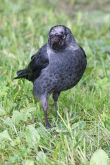 Corvus monedula