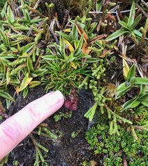 Drosera uniflora