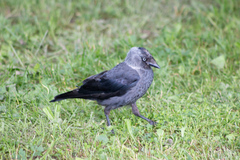 Corvus monedula