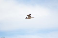 Chroicocephalus ridibundus