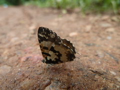 Uranothauma falkensteinii