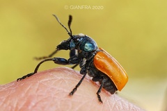 Labidostomis