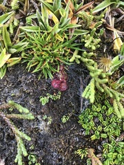 Drosera uniflora