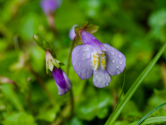 Mazus miquelii, photograph (c) りなべる, some rights reserved (CC BY)