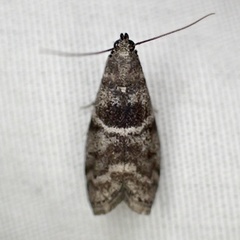 Actrix nyssaecolella