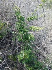 Ribes divaricatum pubiflorum
