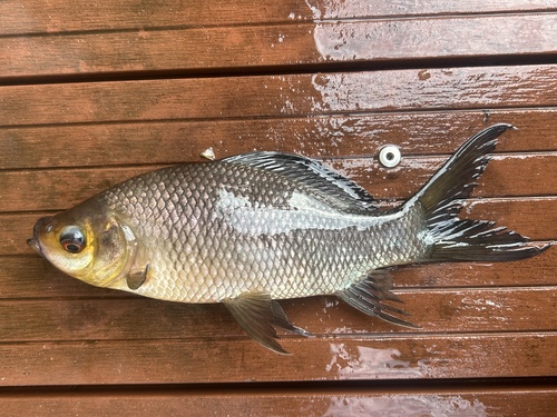 Greater bonylip barb (Osteochilus melanopleurus) — Cyprinidae — 2