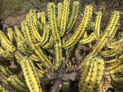 Myrtillocactus cochal