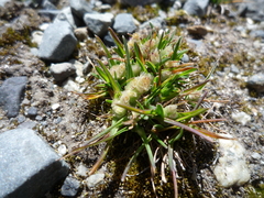 Poa lepidula