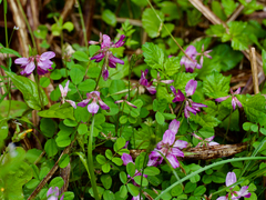 Astragalus sinicus, photograph (c) りなべる, some rights reserved (CC BY)