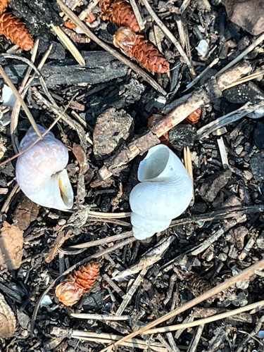 Pomatias elegans
