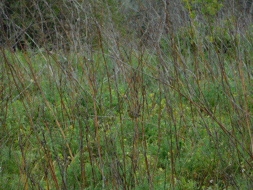 Avistamiento Chloris chloris