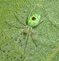 Nigma linsdalei