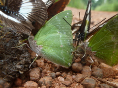 Charaxes eupale