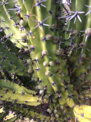 Myrtillocactus cochal