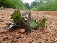 Charaxes eupale